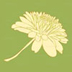 Chrysanthemum